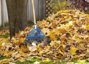 All you need is a rake to spruce up your yard!